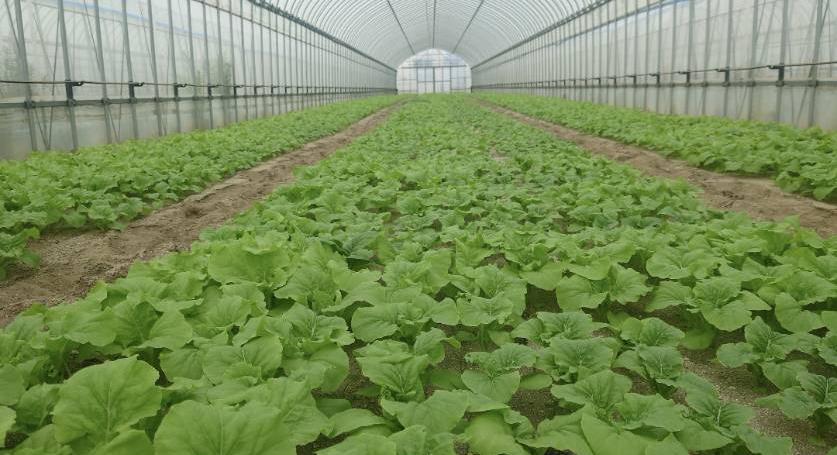 名取北釜ファームのビニールハウス内で栽培される青菜